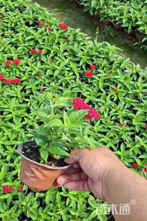 高度20厘米五星花