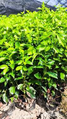 高度20厘米地中海荚蒾