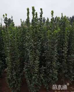 高度200厘米大叶黄杨柱