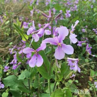 高度25厘米二月兰