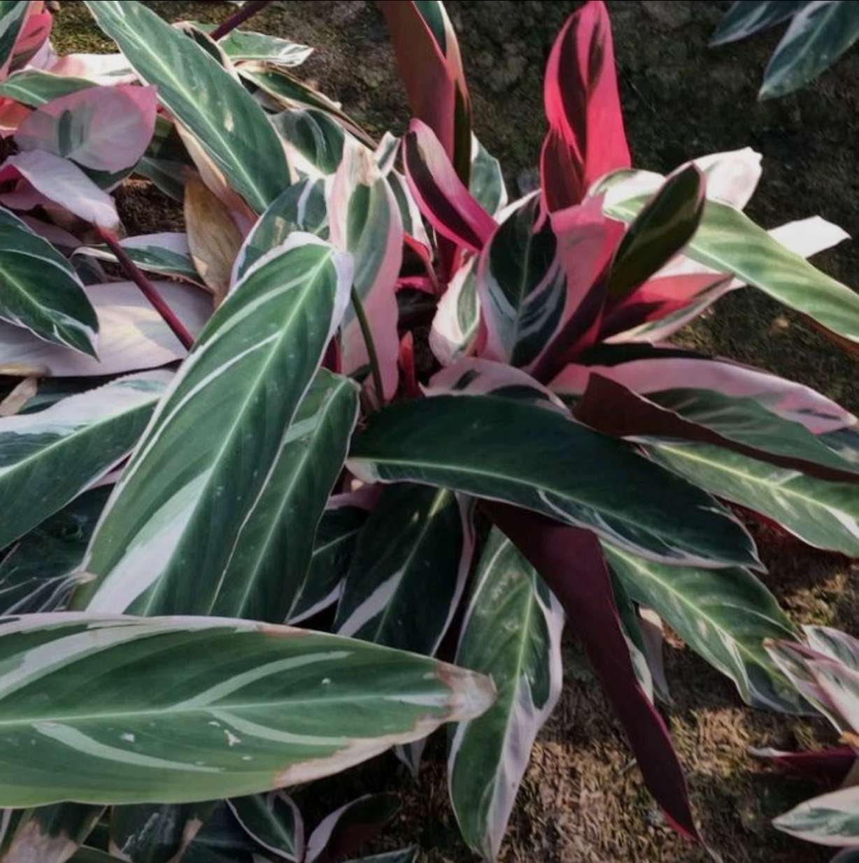 高度20厘米紫背竹芋