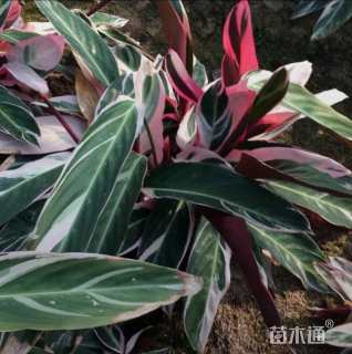 高度20厘米紫背竹芋
