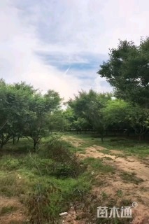 20公分娜塔栎