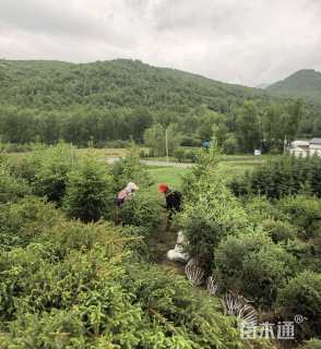高度150厘米云杉