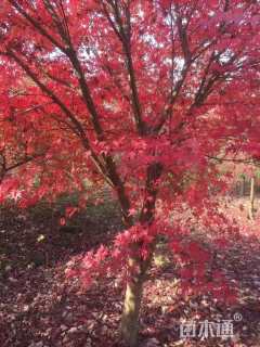 20公分小叶鸡爪槭