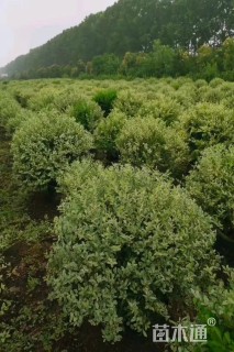 冠幅150厘米银姬小蜡球