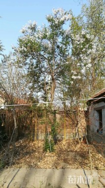 高度500厘米丁香