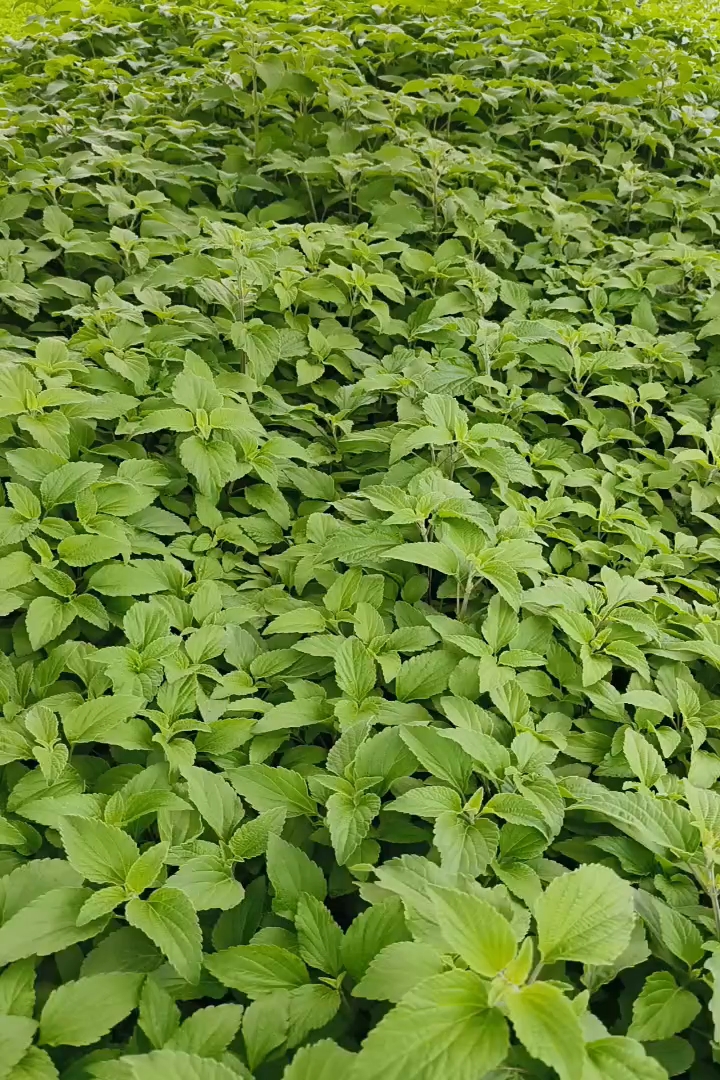 高度30厘米兰花鼠尾草