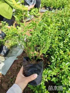 高度30厘米月季