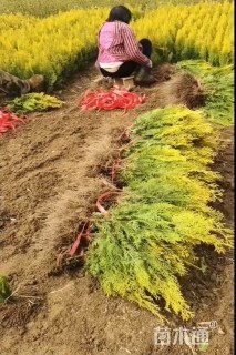 高度50厘米洒金柏