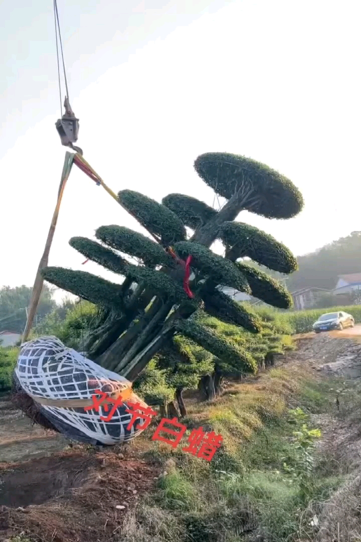 100公分对节白蜡