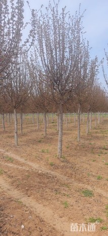 10公分绚丽海棠