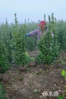 高度160厘米北海道黄杨