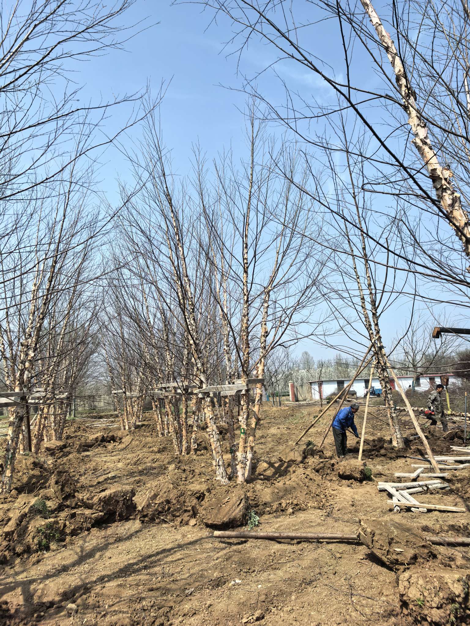 高度220厘米桃树小苗