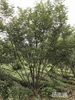 高度500厘米丛生白蜡