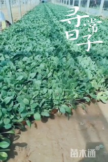 高度15厘米黑心菊