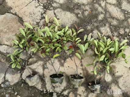 高度45厘米红叶石楠小苗