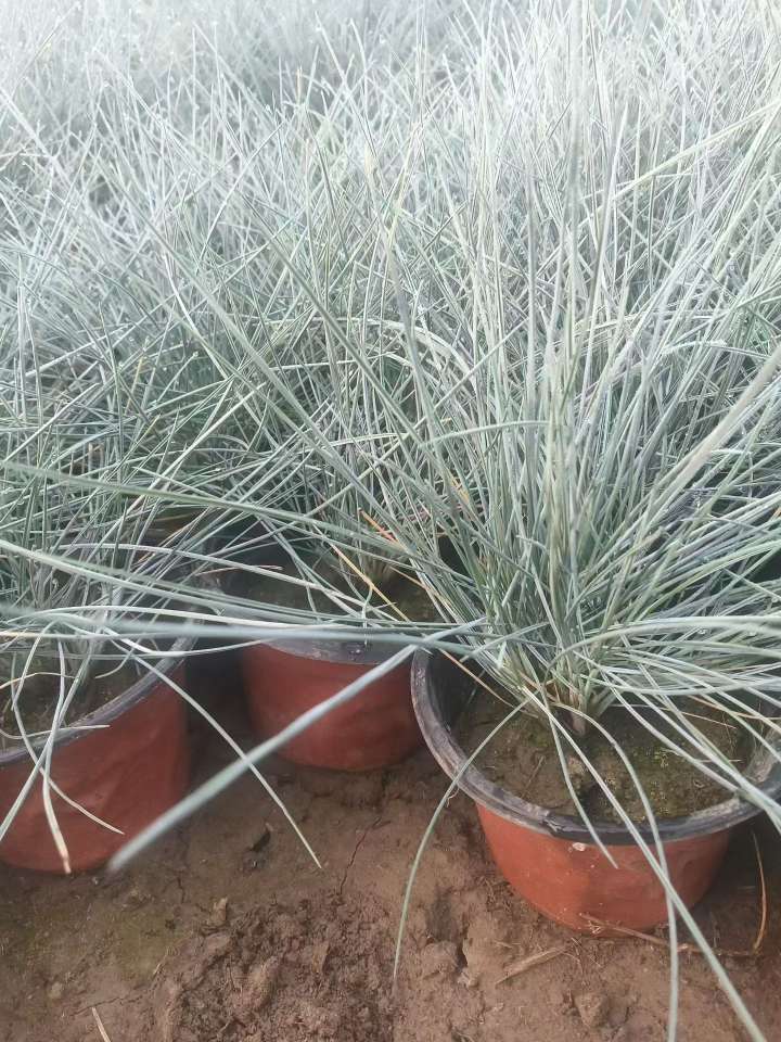 容器苗蓝羊茅
