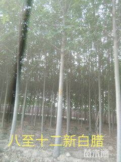 10公分速生白蜡