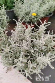 高度30厘米银香菊