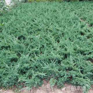 高度50厘米铺地柏