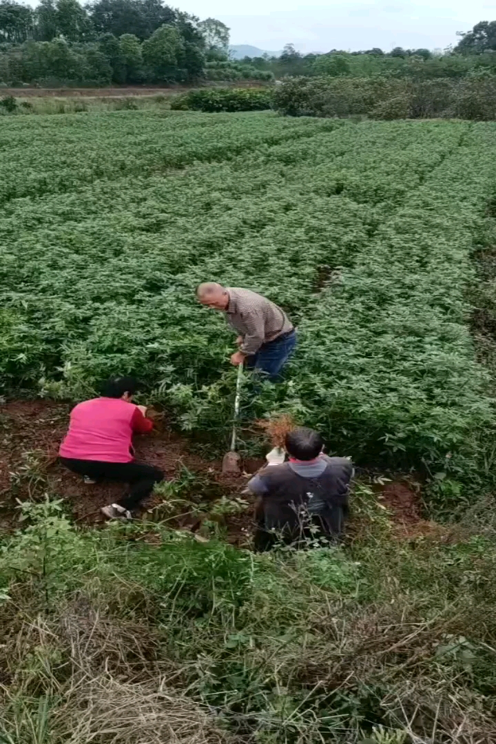 高度60厘米花椒