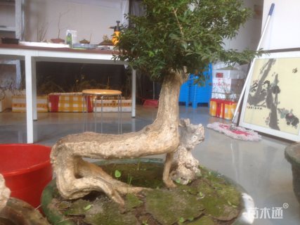 高度70厘米瓜子黄杨