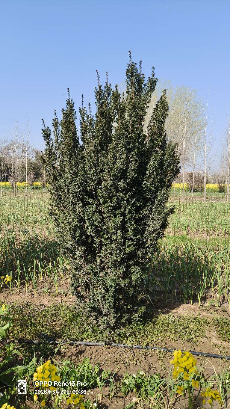 高度220厘米曼地亚红豆杉