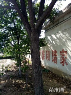 50公分国槐