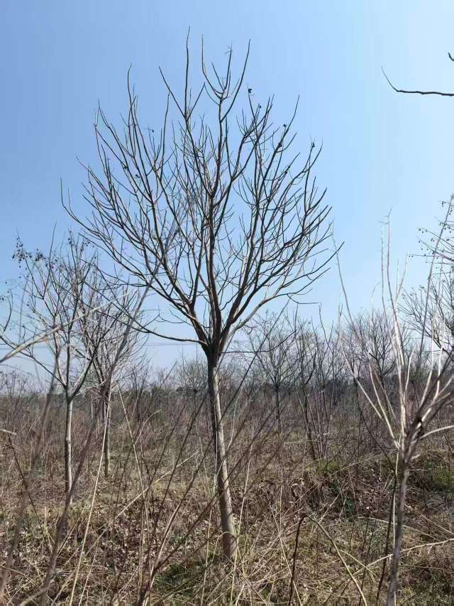 12公分无患子