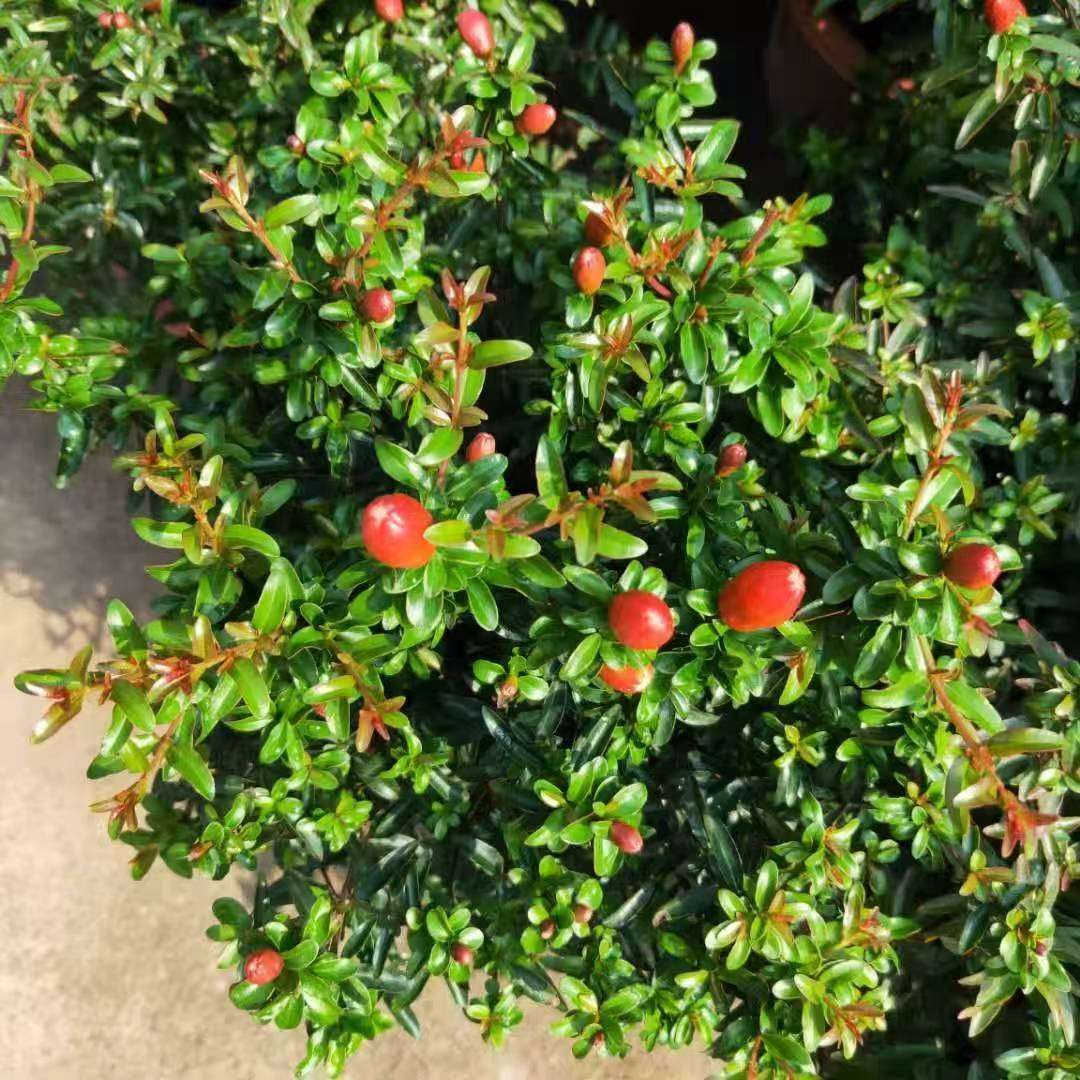 高度30厘米花石榴