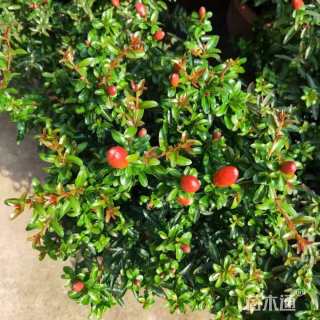 高度30厘米花石榴