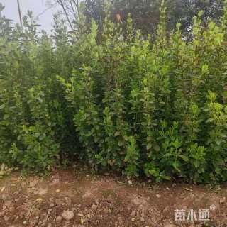 高度80厘米卫矛