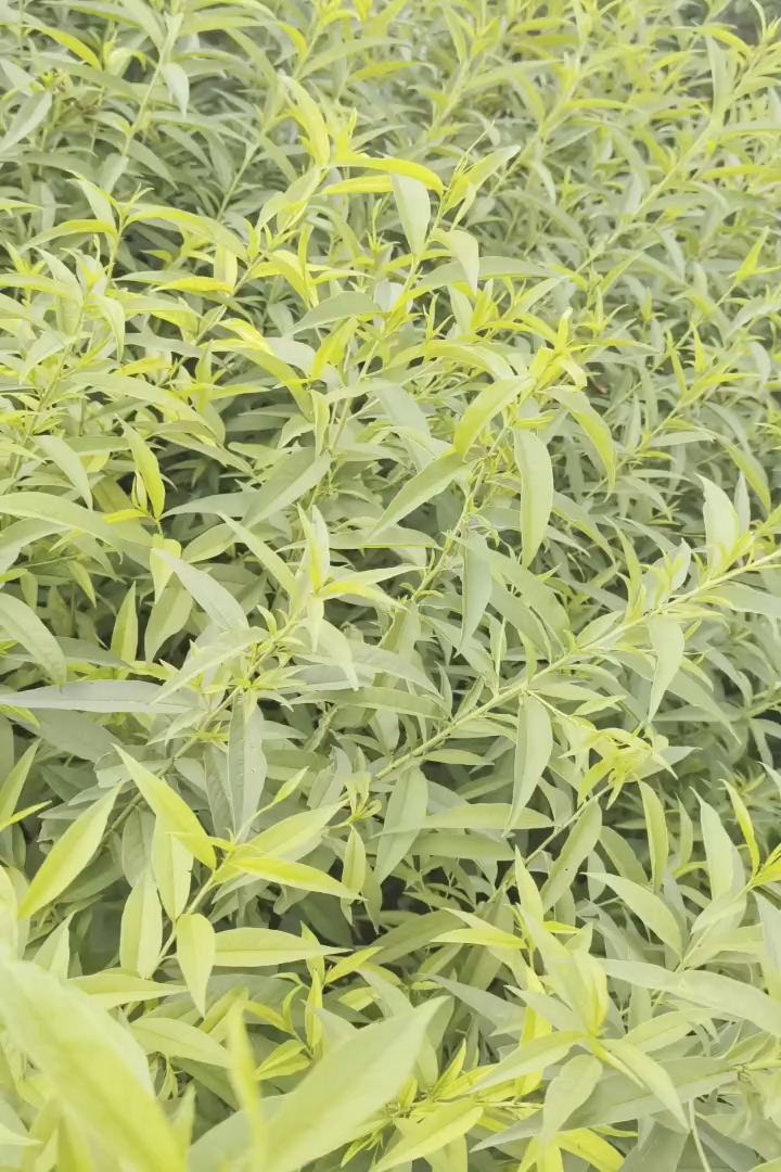 1公分桃树