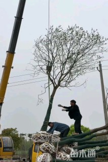 10公分乌桕