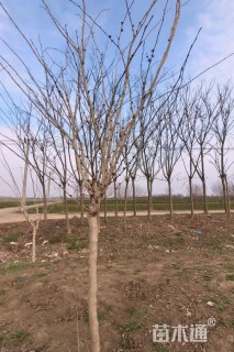 高度300厘米紫荆