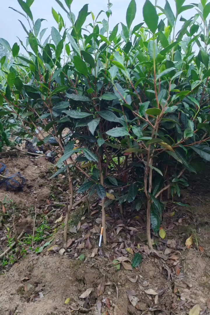 高度50厘米茶树