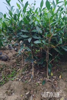 高度50厘米茶树