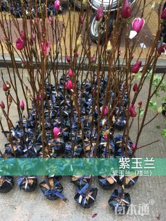1公分紫玉兰