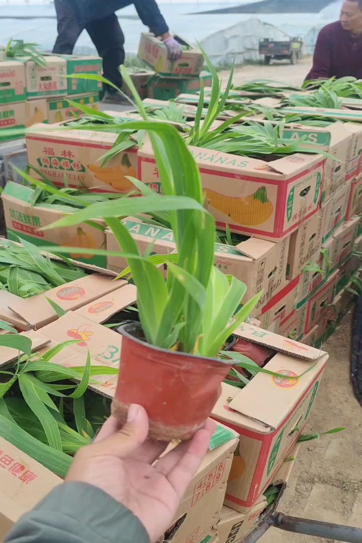 高度30厘米蝴蝶花