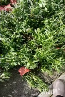 高度30厘米木春菊