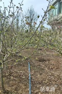 高度180厘米中华木绣球