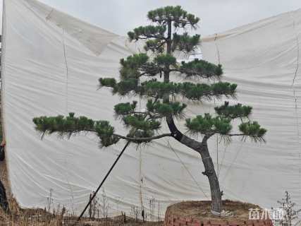 高度250厘米黑松