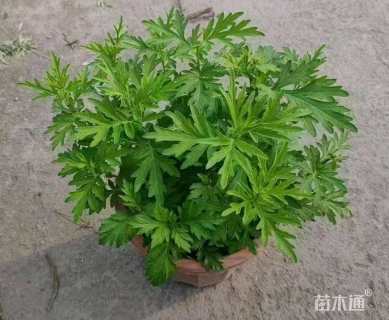 高度15厘米艾草