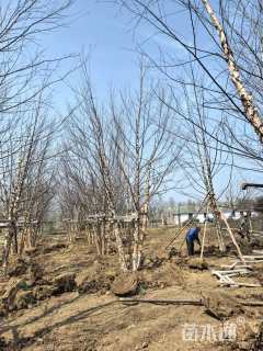 高度950厘米丛生河桦