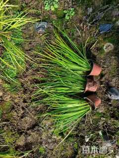 高度60厘米灯心草