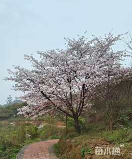 30公分染井吉野樱