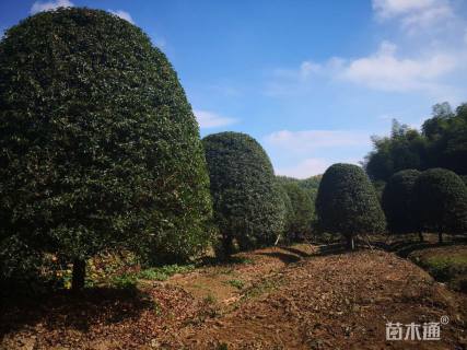 15公分桂花