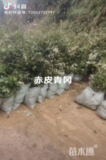 高度80厘米赤皮青冈