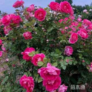 高度60厘米丰花月季